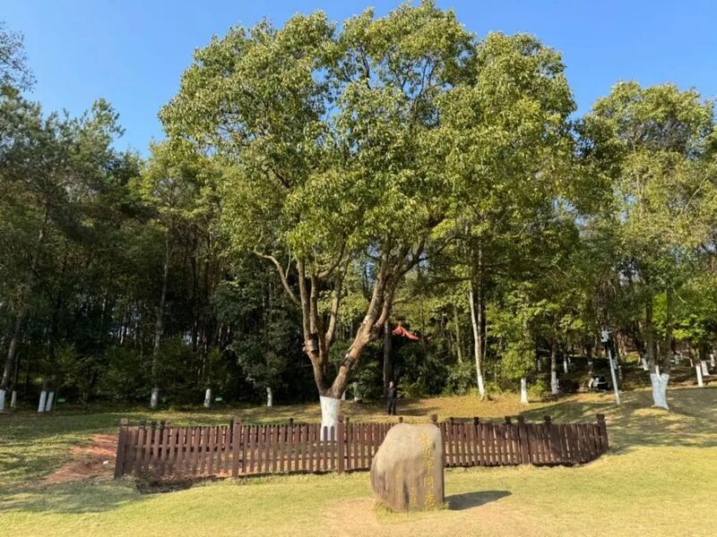 習(xí)近平同志為福建省長(zhǎng)汀縣水土保持科教園捐種的香樟樹。圖源：學(xué)習(xí)時(shí)報(bào)