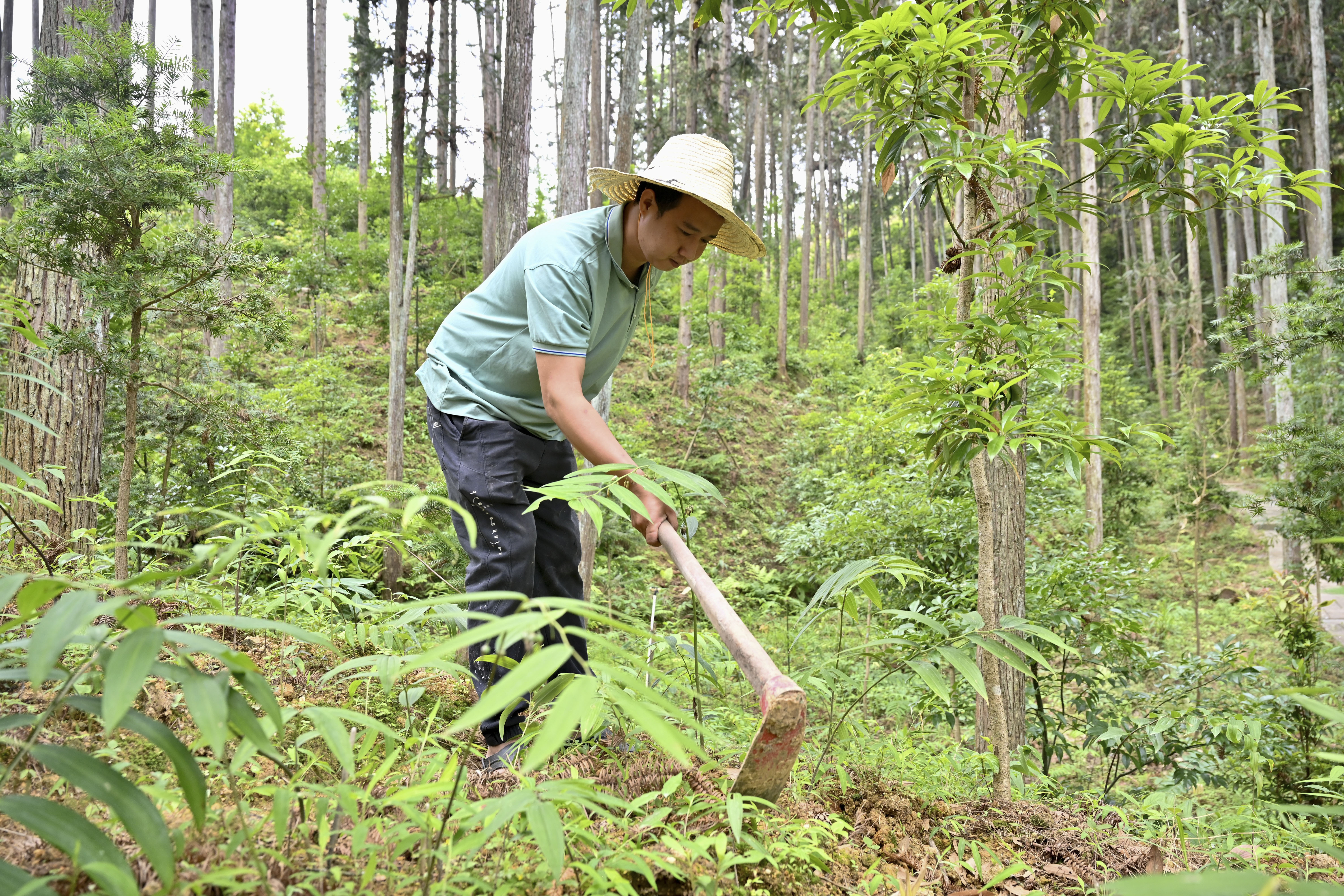 2024年5月9日，福建省三明市馬巖林下經(jīng)濟(jì)種植示范基地工人在管理林下種植的多花黃精。