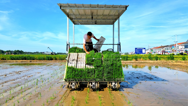戴宏在無(wú)人駕駛的插秧機(jī)上作業(yè)。常德日?qǐng)?bào)社 王明睿 攝