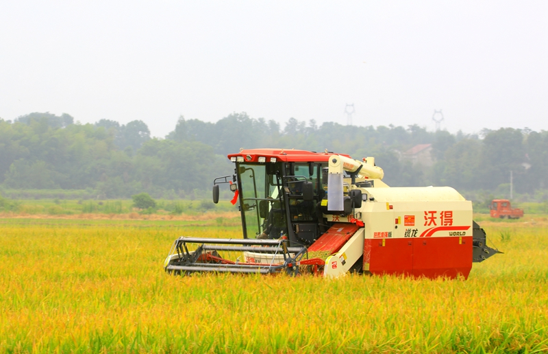 早稻收割忙，農(nóng)機(jī)來(lái)助力。常德市鼎城區(qū)融媒體中心供圖