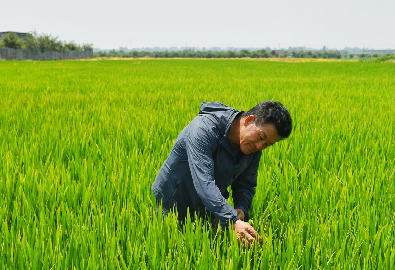 程夕兵在農(nóng)田里檢查水稻種植情況。人民網(wǎng)記者 周坤 攝